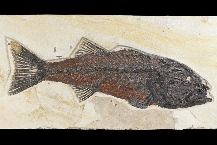 Uncommon Fish Fossil (Mioplosus) - Wyoming #172946